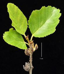 Nothofagus antarctica: branchlet with old empty cupules showing bands of pubescent lamelae.
 Image: K.A. Ford © Landcare Research 2015 CC BY 3.0 NZ